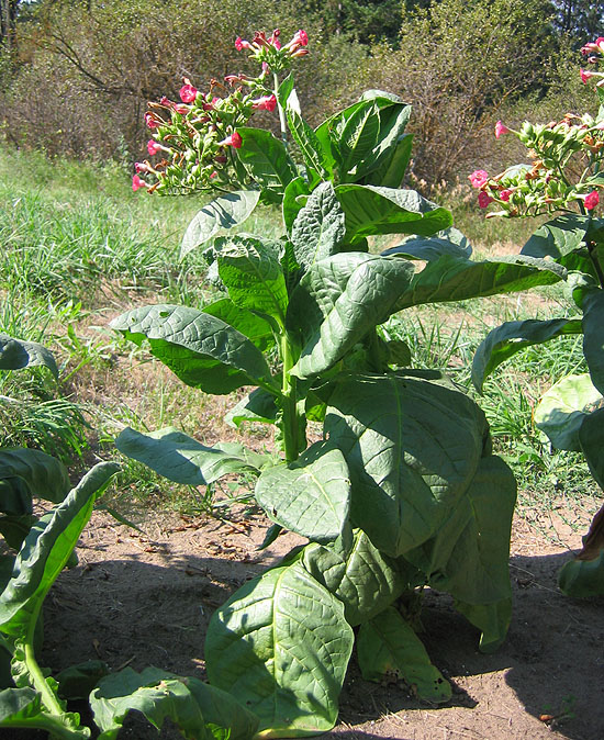 red rose tobacco leaf Red Russian
