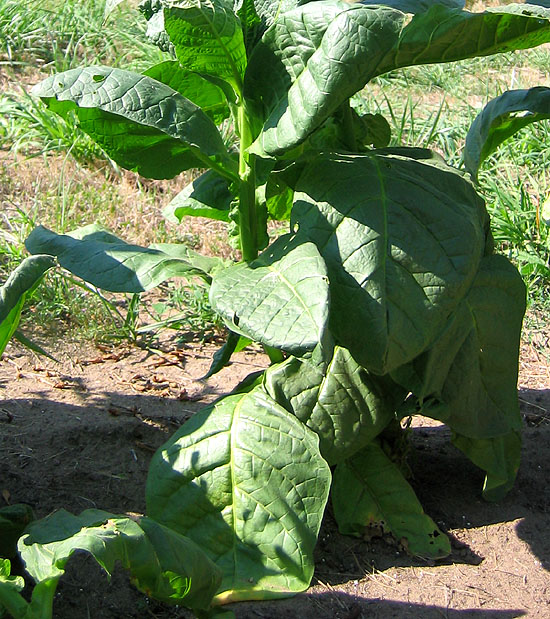 real tobacco xl Tobacco Real XL, De Panne