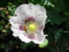 IMG_1524 copy.jpg (59102 bytes)