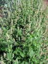 IMG_1525 copy.jpg (294151 bytes)