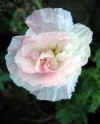 IMG_1609 copy.jpg (45793 bytes)