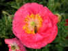IMG_1665 copy.jpg (65570 bytes)