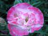 IMG_1743 copy.jpg (69052 bytes)