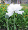 IMG_3365 copy.jpg (77487 bytes)