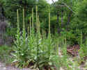 Mullein_SignalKnob_060729.jpg (71011 bytes)